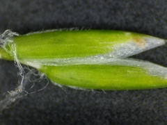 Poa alsodes