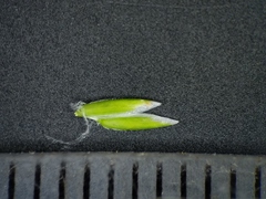 Poa alsodes