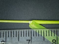 Poa alsodes
