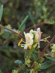 Lonicera subspicata subspicata
