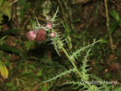 Cirsium suzukii