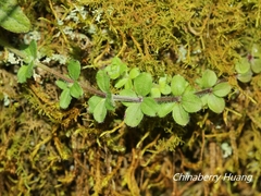 Galium formosense