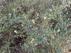 Lonicera subspicata subspicata
