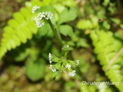 Sanicula petagnioides