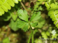 Sanicula petagnioides