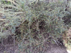 Lonicera subspicata subspicata