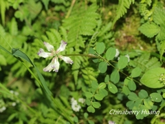 Astragalus nokoensis