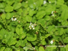 Trigonotis formosana elevatovenosa