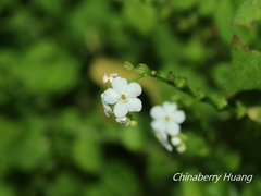 Trigonotis formosana elevatovenosa