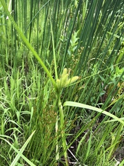 Carex comosa