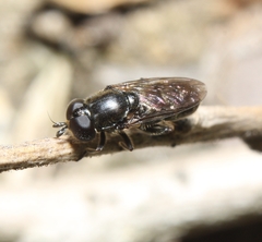Eumerus funeralis