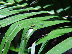 Austroargiolestes aureus