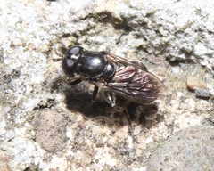 Eumerus funeralis