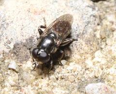 Eumerus funeralis