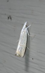 Parapediasia decorellus