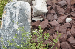 Arenaria serpyllifolia