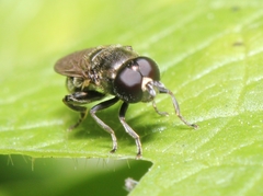 Eumerus funeralis