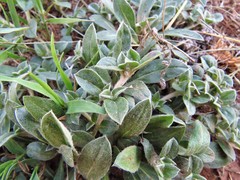 Gossypianthus lanuginosus