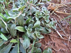 Gossypianthus lanuginosus