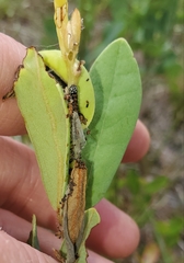 Omphalocera munroei