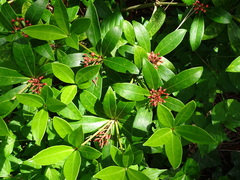 Ixora chinensis