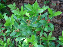Ixora chinensis