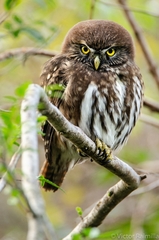 Austral Pygmy-Owl photo 3