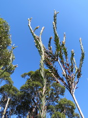 Styphelia triflora
