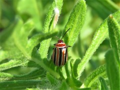Kuschelina miniata