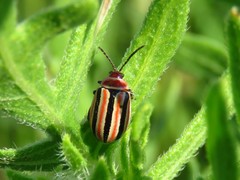 Kuschelina miniata