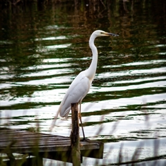 Ardea alba