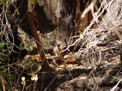 Petrogale mareeba