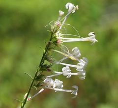 Ipomopsis aggregata candida