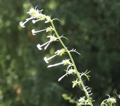 Ipomopsis aggregata candida