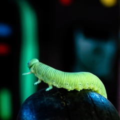 Pseudoclavellaria amerinae