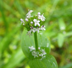 Plectritis congesta brachystemon
