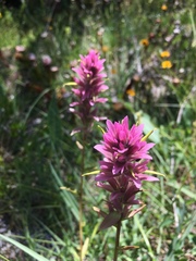 Castilleja elata