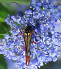Neobellamira delicata