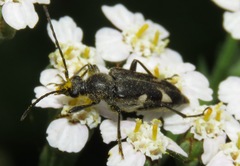 Toxoleptura vexatrix