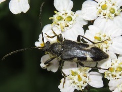 Toxoleptura vexatrix