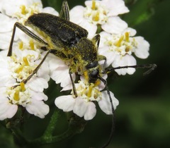 Toxoleptura vexatrix