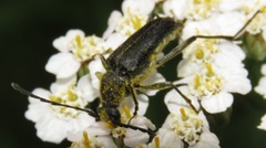 Toxoleptura vexatrix