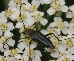 Toxoleptura vexatrix