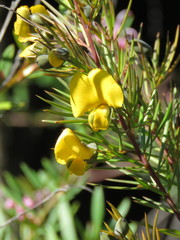 Gompholobium grandiflorum
