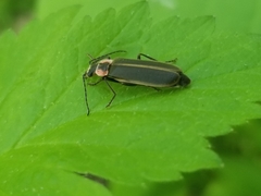 Podabrus brevicollis