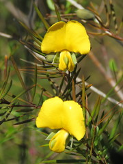 Gompholobium grandiflorum