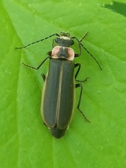 Podabrus brevicollis