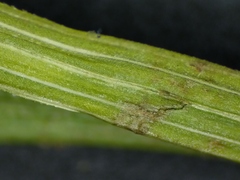 Carex tonsa rugosperma