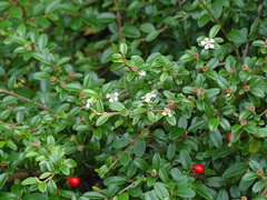 Cotoneaster × suecicus