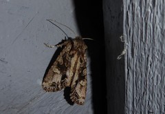 Ichneutica skelloni